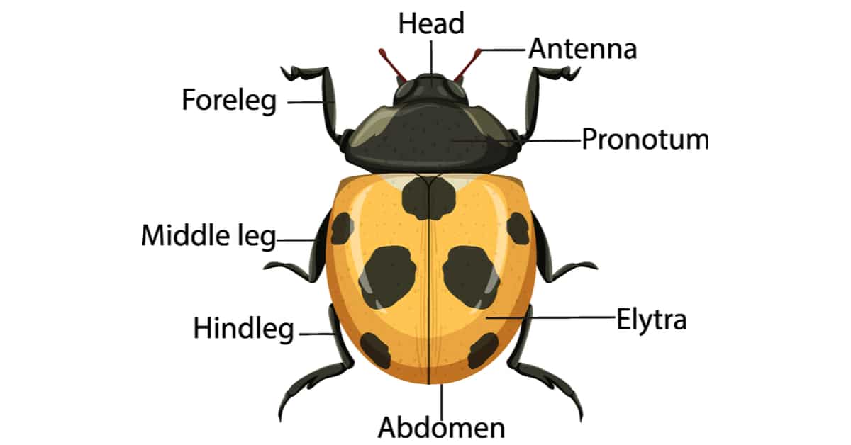 Development snapshot 1 for Ladybugs